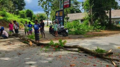 Phuket Woman injured by falling tree amid severe weather warnings