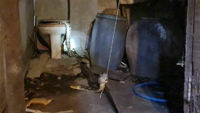Purrr-perplexing predicament: Python’s toilet tango turns into kitten craving catastrophe