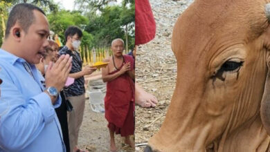 Moo-ving act of kindness: Thai entrepreneur saves cows from fate, donates to temple