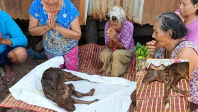 Rare two-headed calf born in Thai village hailed as divine omen