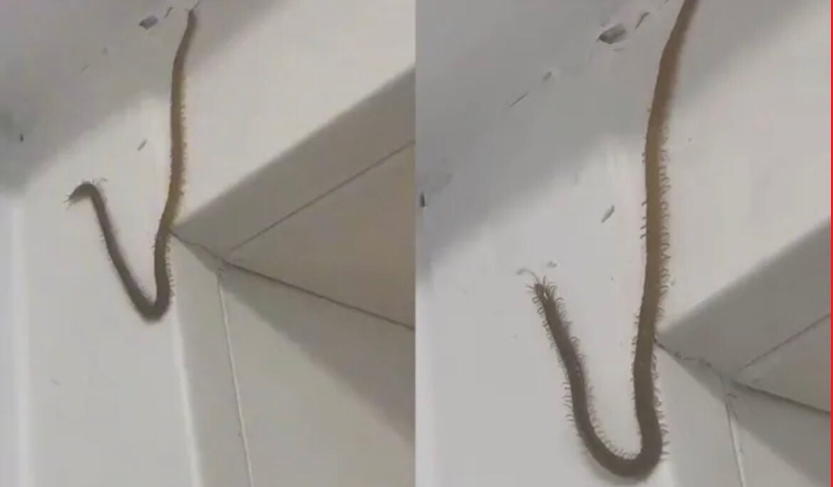 Creepy crawler goes viral: Giant centipede 'wall-stounds' online viewers  (video)