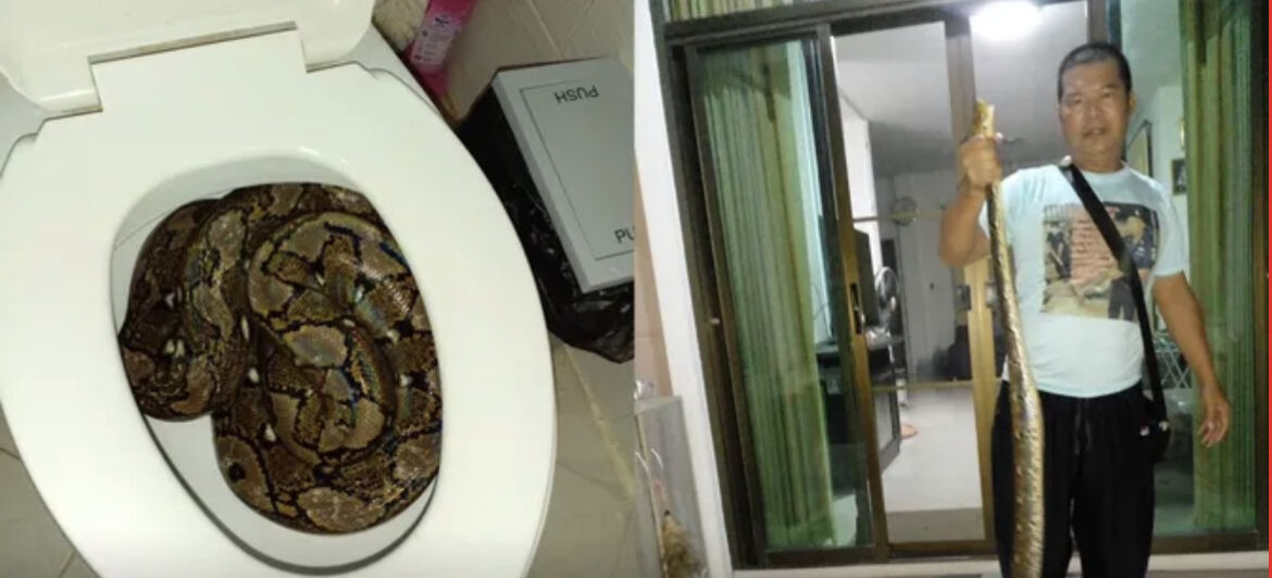 Family Shocked To Find Huge Python Inside Their Toilet