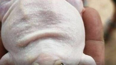 Albino bullfrog with numeric marks found in Prachin Buri sparks local excitement