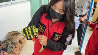 Green snake startles Thai classroom, valiant rescue ensues