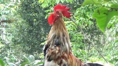 Laughing chickens bring joy and profit to Thai farm with their quirky crowing