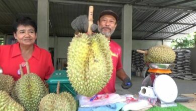 Volcano durian: South Thailand farmer introduces unique breed to nationwide praise