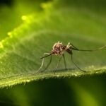 Buzzing Back: Malaria makes surprise comeback in US after 20-year hiatus | Thaiger