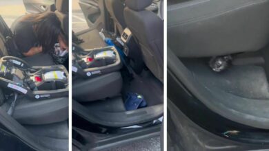 Viral video: Dog disappears in car for an hour, found hiding under seat