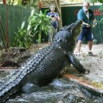 World&#8217;s largest crocodile celebrates 120th birthday in Australia | Thaiger
