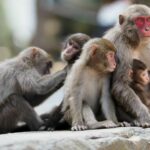 Thai coconut milk industry battles PETA&#8217;s monkey abuse claims | Thaiger