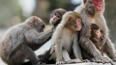 Thai coconut milk industry battles PETA’s monkey abuse claims