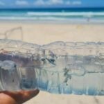 Krabi bluebottle: Officials deny Portuguese man-o-war at Phi Phi Islands | Thaiger