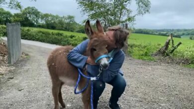 Baby donkey reunited with mum after two-week Hampshire farm abduction