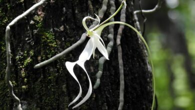 Endangered ghost orchid flowers in UK for first time at Kew Gardens