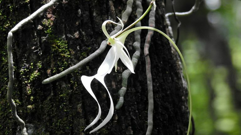 Endangered ghost orchid flowers in UK for first time at Kew Gardens