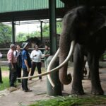 Thai elephant&#8217;s fate hangs on flight fitness decision | Thaiger