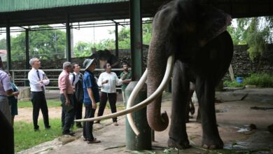 Thai elephant’s fate hangs on flight fitness decision