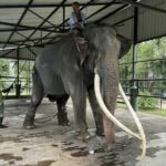 Abused Thai elephant in Sri Lanka set to be rescued | Thaiger