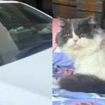 Fat cat&#8217;s fateful fall: A &#8216;windscreen&#8217; of opportunity for purrfection | Thaiger