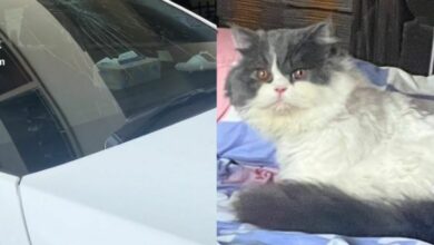 Fat cat’s fateful fall: A ‘windscreen’ of opportunity for purrfection