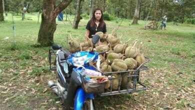 Surat Thani storm leaves durian farmers with over 6 million baht loss
