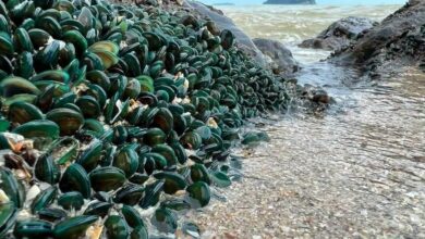 Shell shock: Songkla beach residents bemoan mussel decline