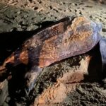 Historic return of leatherback sea turtle boosts marine hope on Phuket beach | Thaiger