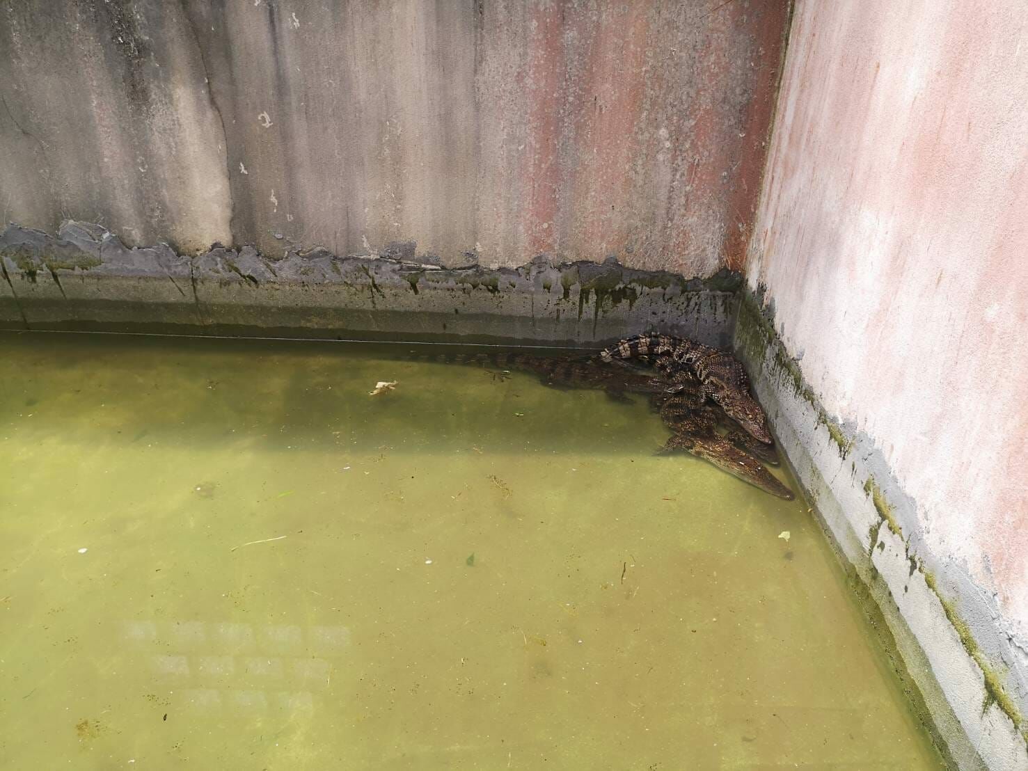 Crocodiles rock a Thailand community after 10 escape farm during flood