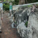Petchaburi struggles with mounting macaque menace impacting locals and tourism | Thaiger