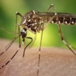 Biting back: Thailand&#8217;s dengue battle claims 33 lives, Public Health Office reveals | Thaiger