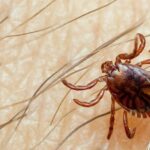 Thailand unscathed by Crimean-Congo fever, dengue cases surge | Thaiger