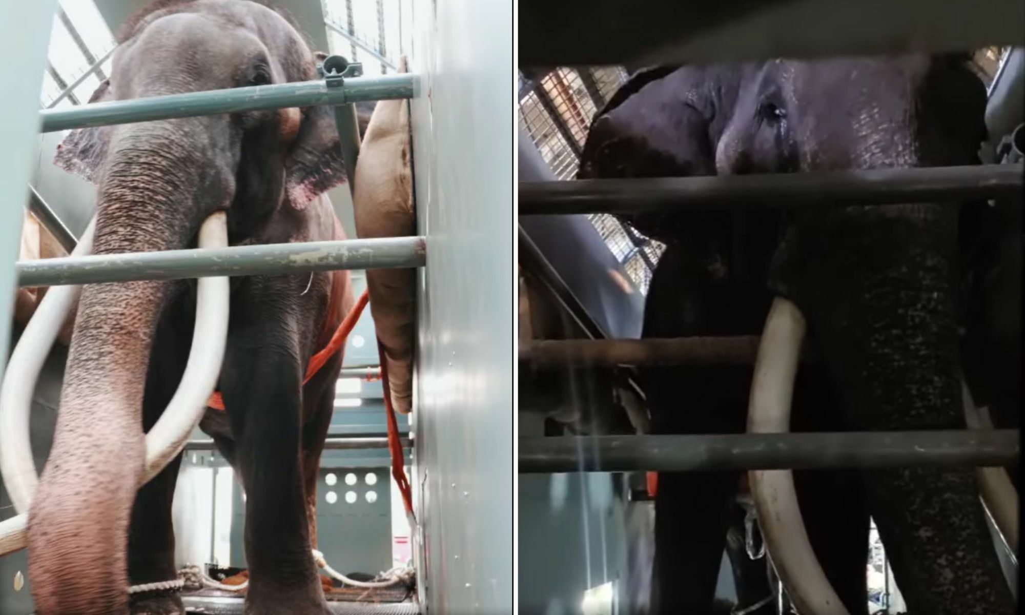 Thai elephant Sak Surin’s recovery promising despite tumour diagnosis