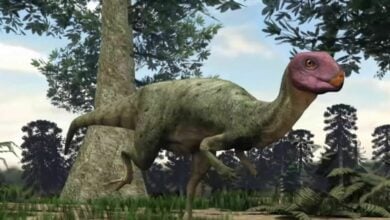 Jurassic spark: Doctoral student unearths dinosaur fossils at iconic excavation site in Thailand