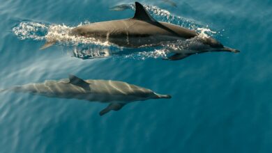 Dolphin attacks increase around Japan’s Suishohama beach, causing alarm