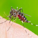 Thailand&#8217;s FDA warns against personal use of dengue testing kits amid increasing cases | Thaiger