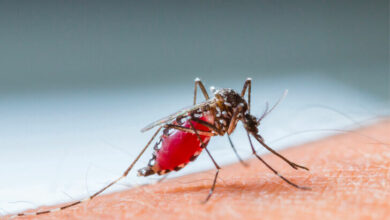Buzz off dengue: Thailand’s public health ministry launches mosquito massacre