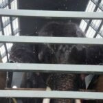 Thai elephant Sak Surin safely repatriated after 22 years in Sri Lanka | Thaiger