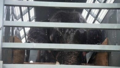 Thai elephant Sak Surin safely repatriated after 22 years in Sri Lanka