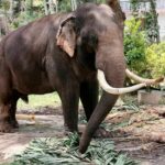 Elephant repatriation: Thai king funds medical treatment for Sak Surin | Thaiger