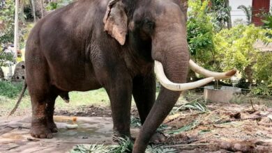 Elephant repatriation: Thai king funds medical treatment for Sak Surin