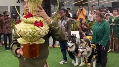 Extravagant 450,000-baht dog wedding in Indonesia sparks national debate over disparities