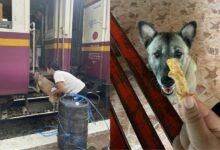 Viral tail: Stray dog steals Thai hearts at Hua Hin Railway Station