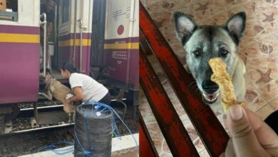 Viral tail: Stray dog steals Thai hearts at Hua Hin Railway Station