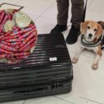 Beagles save the bacon: Illegal pork sausages sniffed out, preventing ASF outbreak at Bangkok airport | Thaiger