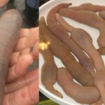 Argentina&#8217;s coastal mystery: Penis fish find &#8216;resting&#8217; place en masse | Thaiger