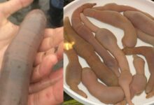 Argentina’s coastal mystery: Penis fish find ‘resting’ place en masse | Thaiger