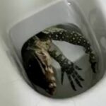 Chon Buri resident&#8217;s lucky escape from giant lizard lurking in toilet | Thaiger