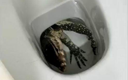 Chon Buri resident’s lucky escape from giant lizard lurking in toilet