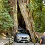 California driver&#8217;s audacious manoeuvre through ancient tree sparks Internet outrage | Thaiger