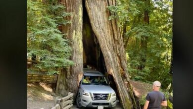 California driver’s audacious manoeuvre through ancient tree sparks Internet outrage